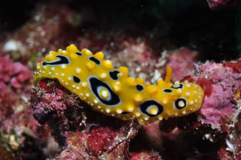 Flinders Reef