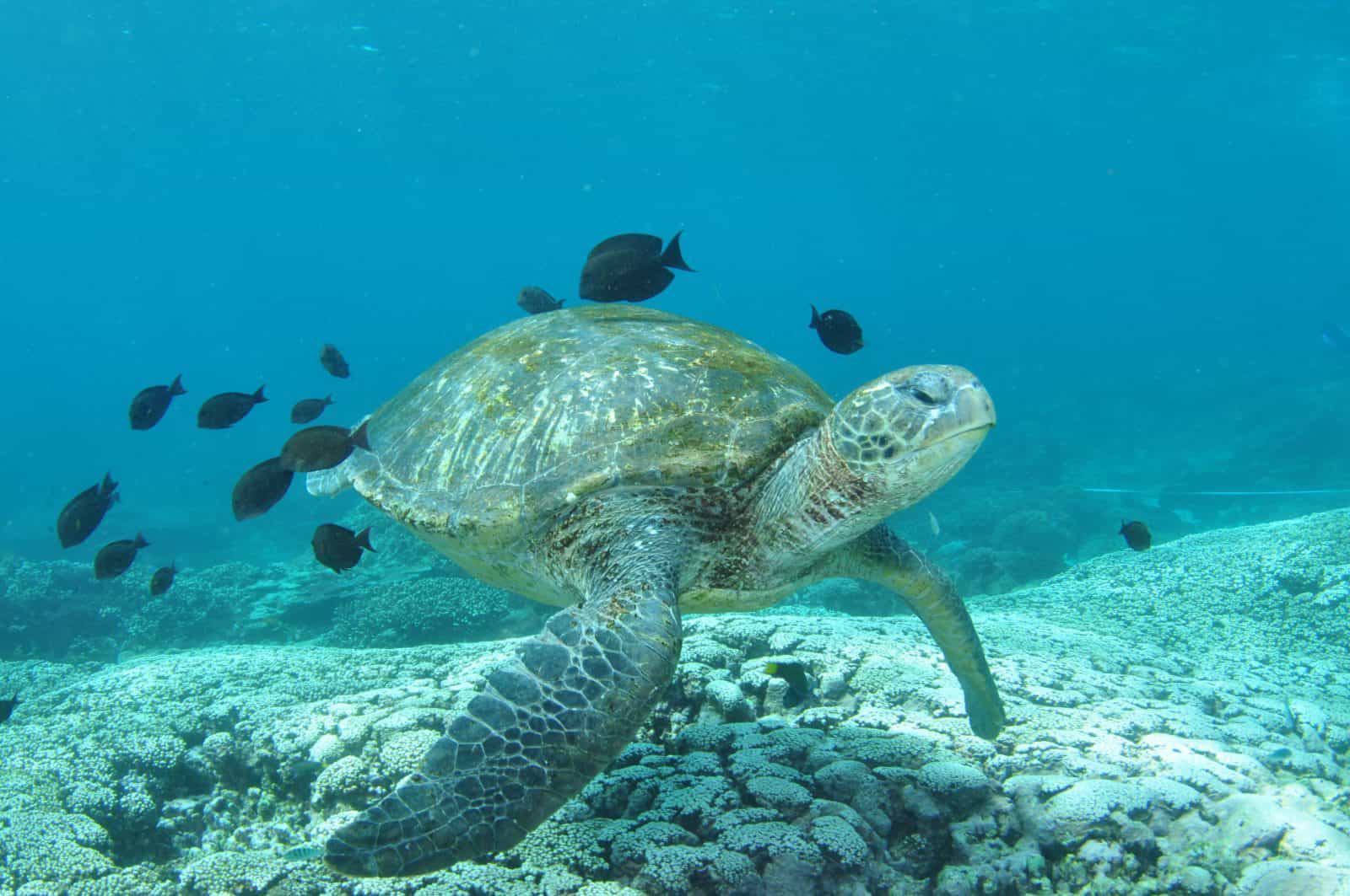 Flinders Reef