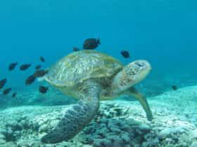 Flinders Reef