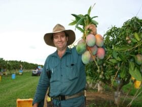 Property owner picked and holding up mangoes