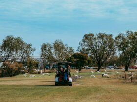 Carts with birds on fairway