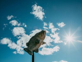 Close up of Cod Statue in Goondiwindi Region