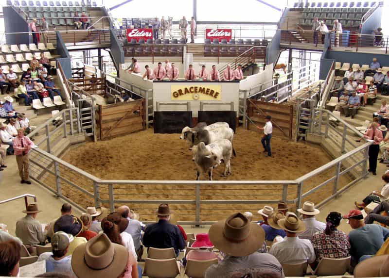 Gracemere Saleyards