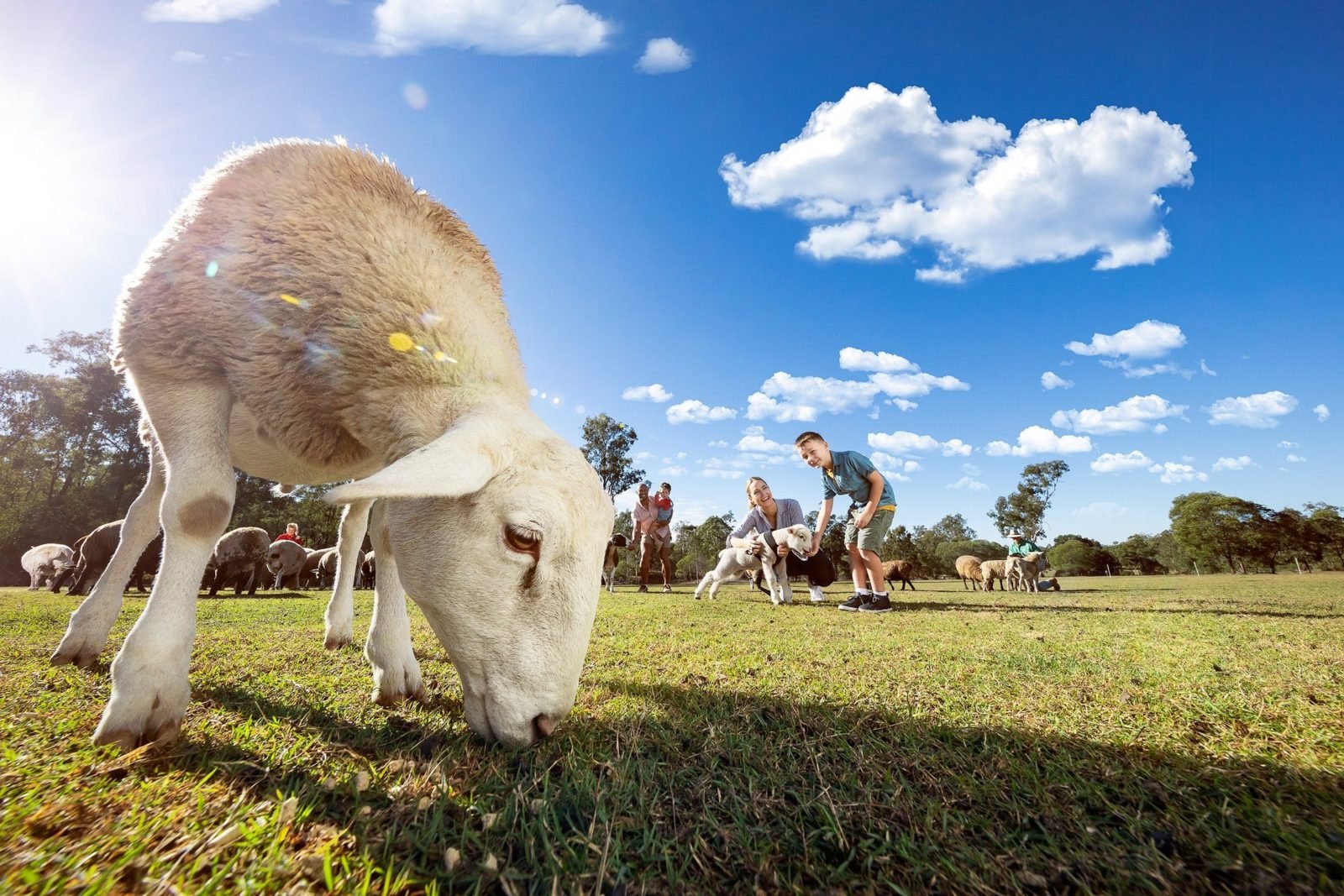 Haiglsea Ewe Nique Hobby Farm