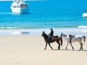 Horses on beach