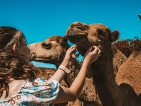 Camels