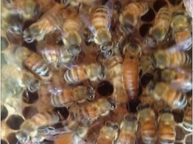 Honey House Kuranda