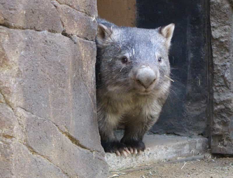 Ipswich Nature Centre