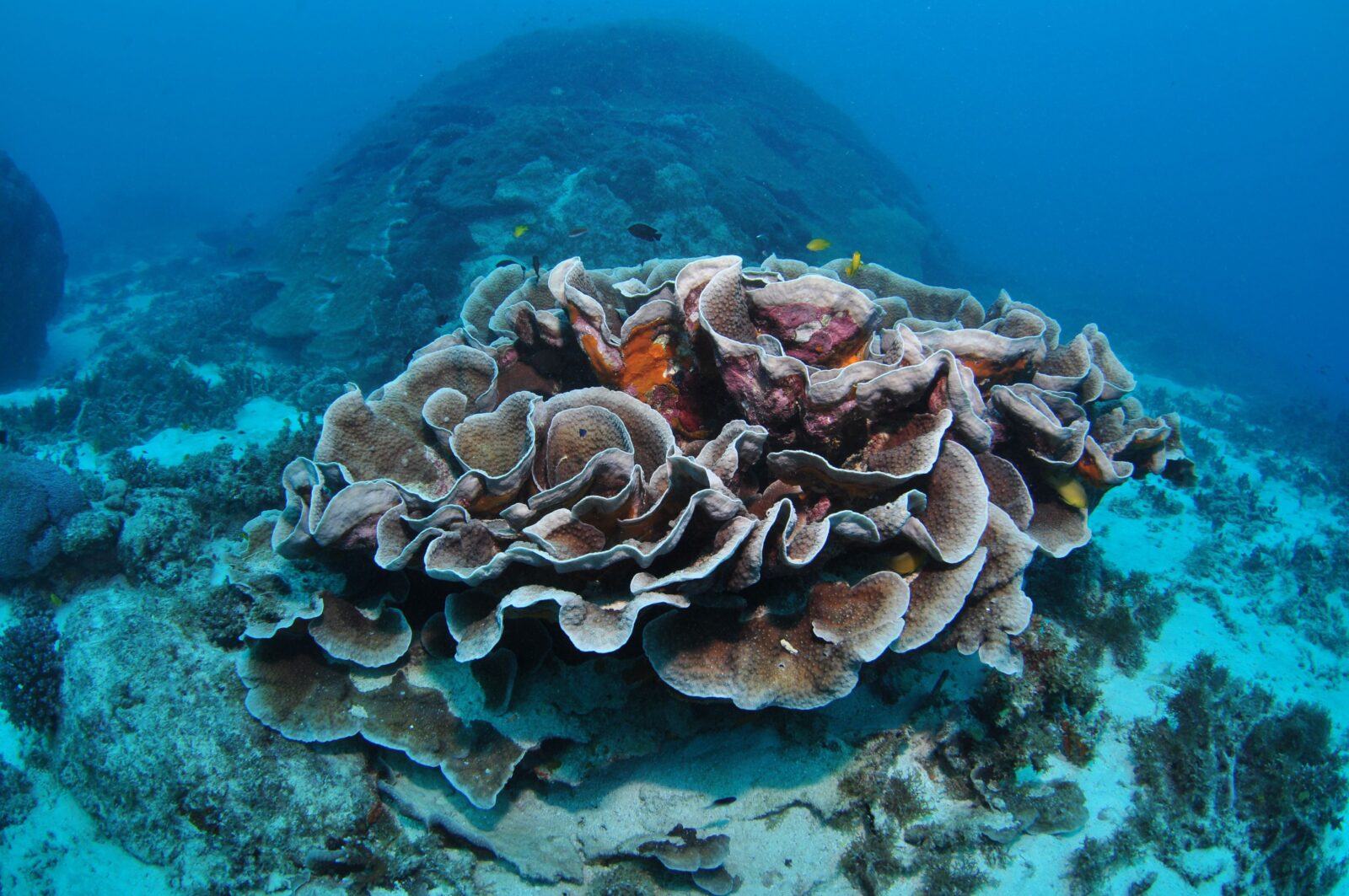 Manta Ray Bommie