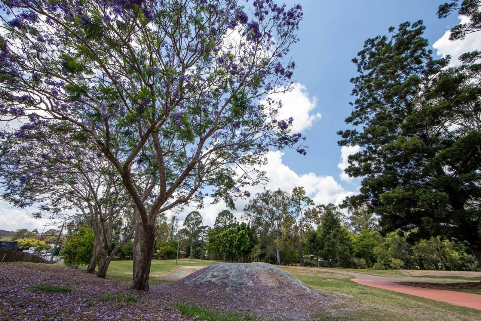 Purple Flowers from Jacaranda Trees in John Scott Park, Samford