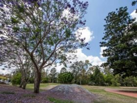 Purple Flowers from Jacaranda Trees in John Scott Park, Samford