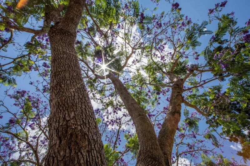 The sun shining through Jacaranda Trees at John Scott Park, Samford