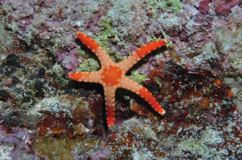 Keswick Island Dive Site