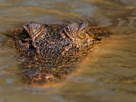 Koorana Crocodile Farm