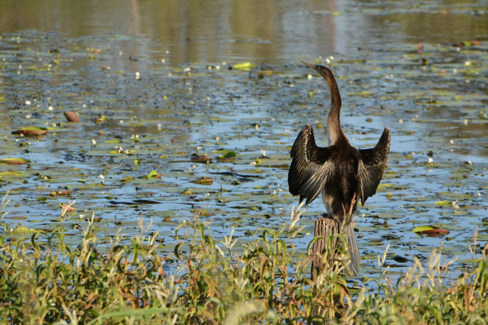 Lake Apex Park