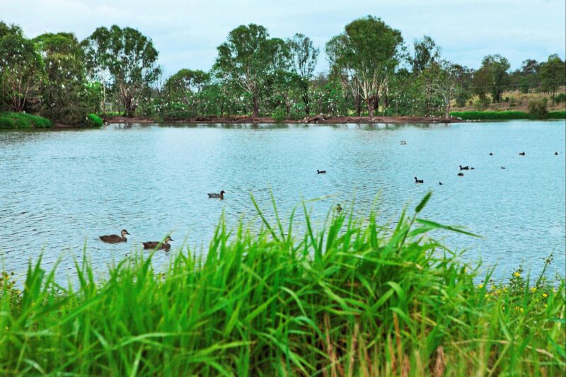 Birdwatching, nature