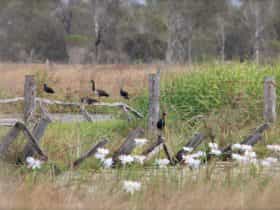 birds