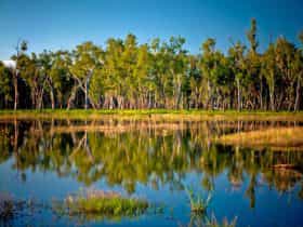 Reflection of trees on lake