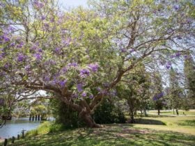 Jacaranda tree on the bank of the North Pine River