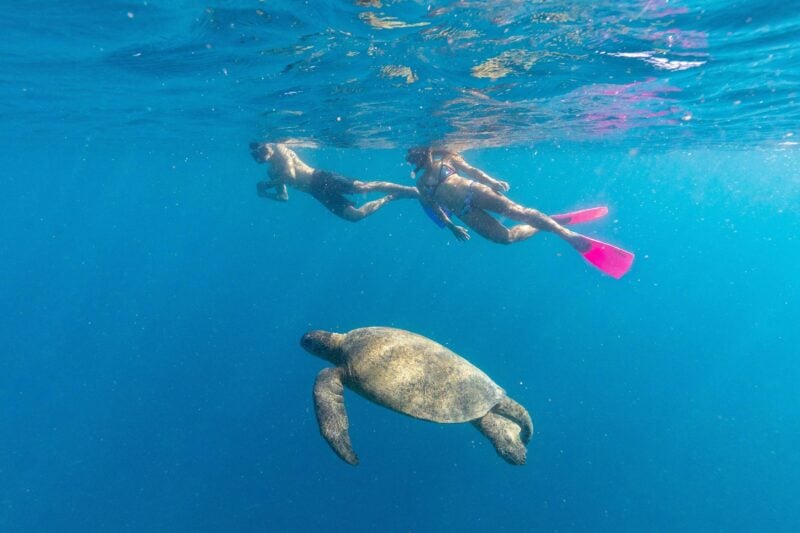 Two people snorkelling in Luncheon Bay off Hook Island with sea turtle close to them