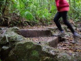 A woman walking along a track in Maiala Rainforest, D'Aguilar National Park