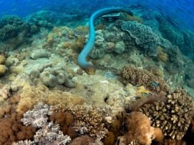 Sea Snake