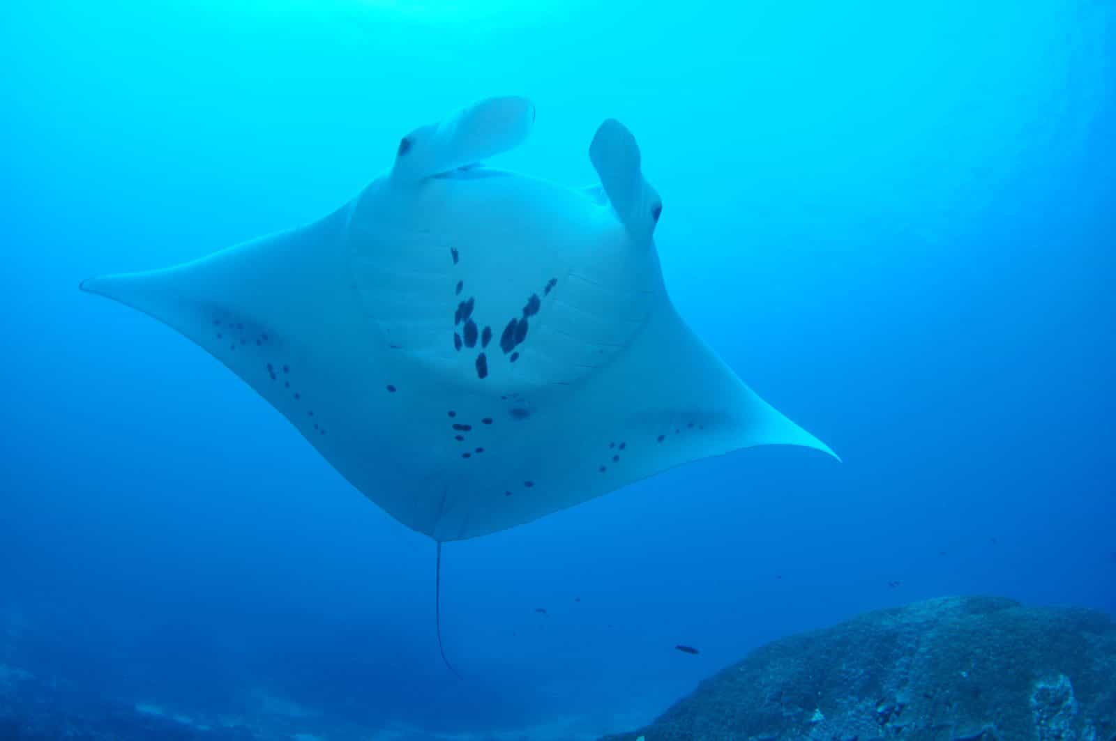 Manta Ray Bommie