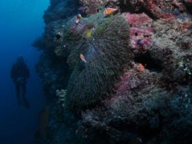 A diver next to a big coral reef wall with colorful fish life and coral