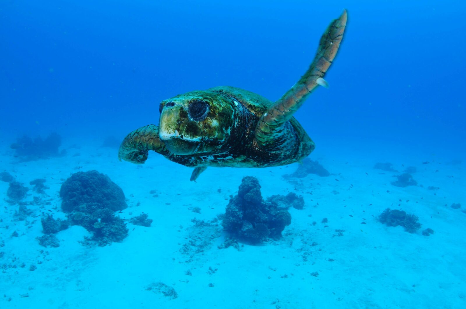 Maori Wrasse Bommie
