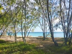 view through trees on Masthead Island