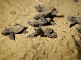 Mon Repos Turtle Centre, Mon Repos Conservation Park