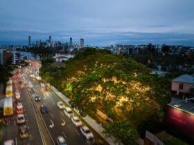 The heritage trees at 600 Coronation Drive lit up with five kilometres of fairy lights