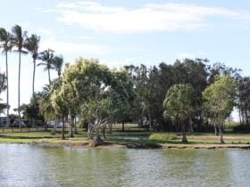 Moore Park Wetlands
