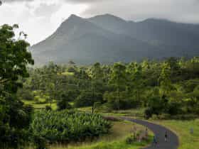 Banana Plantation at Mt. Bartle Frere