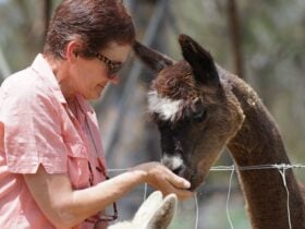 Lady feeding an Alpaca