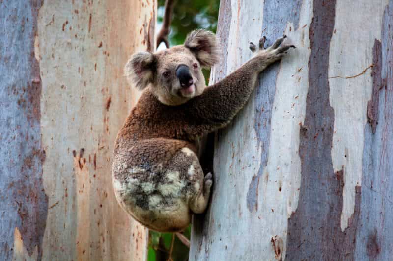Koala