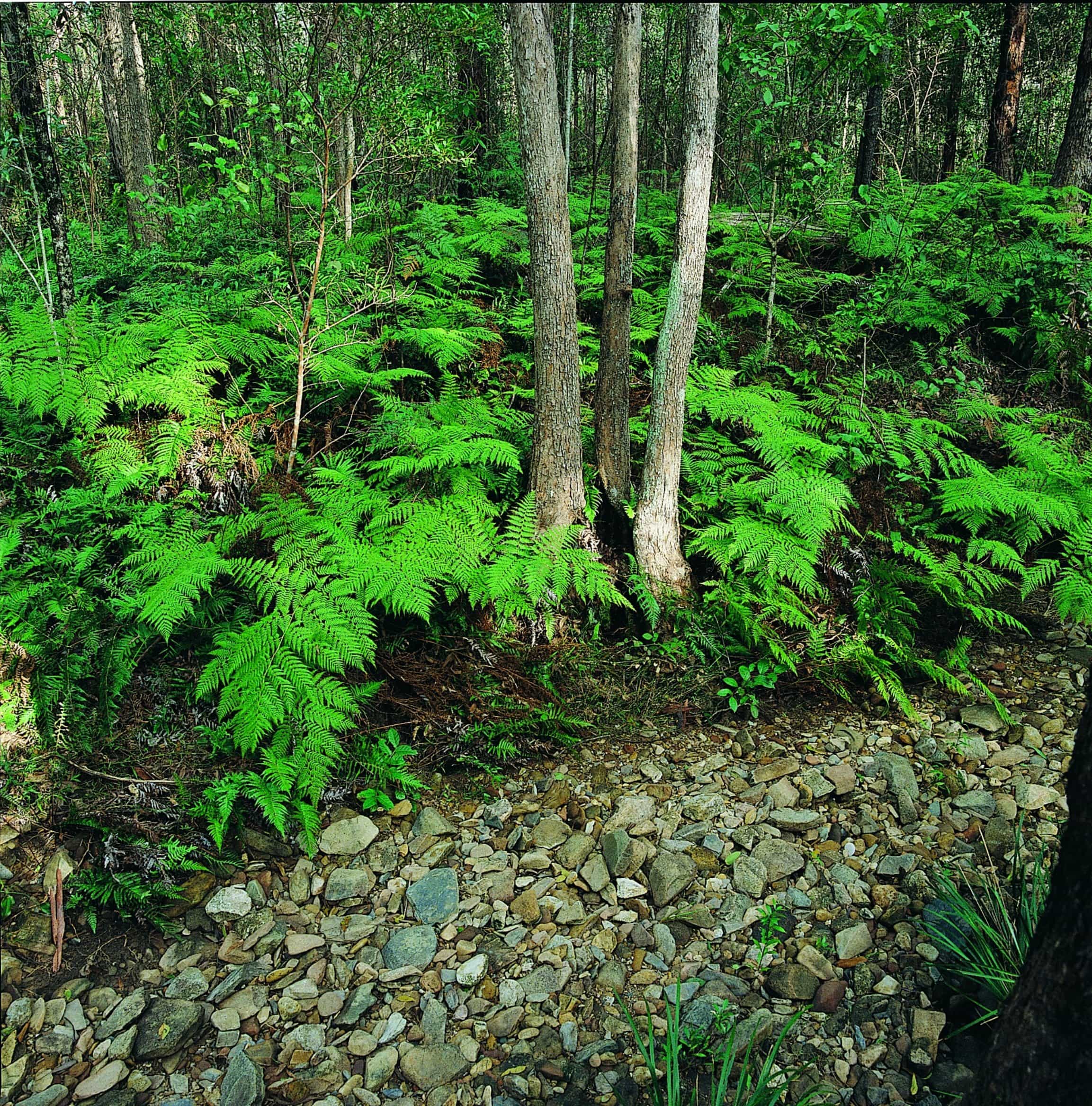 Ferny track in Nerang National Park