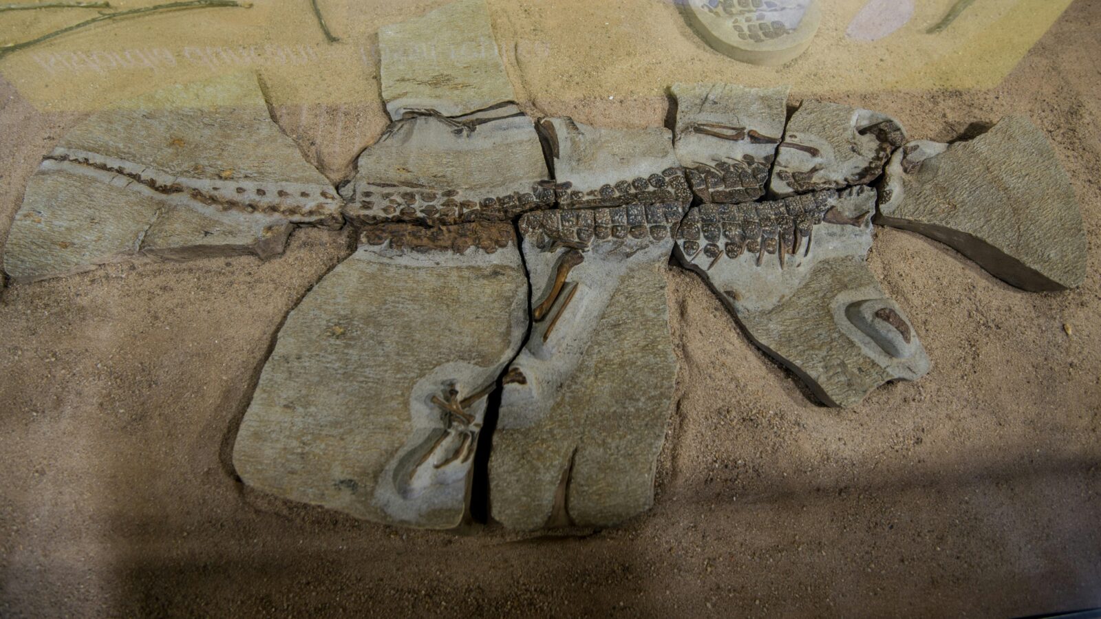 "Isifordia Duncani" Fossils