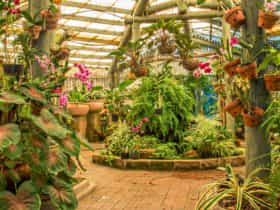 Orchid house orchids queens park
