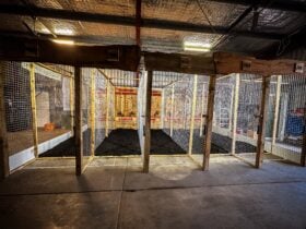 Five axe throwing cages