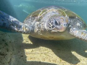 Sam our Green Sea Turtle