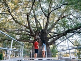 A couple looking at Roma