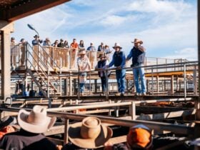 A group of people stand above a cattle sale in a saleyards