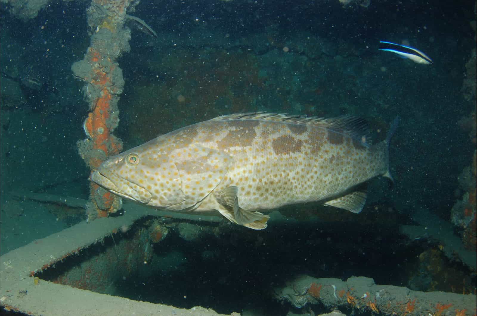 Roy Rufus Artificial Reef Dive Site
