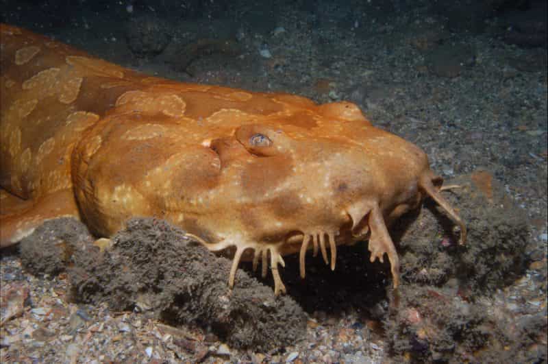 Roy Rufus Artificial Reef Dive Site