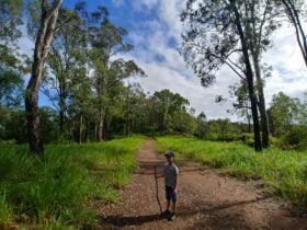 Boy hiking in the Samford Conservation Forest