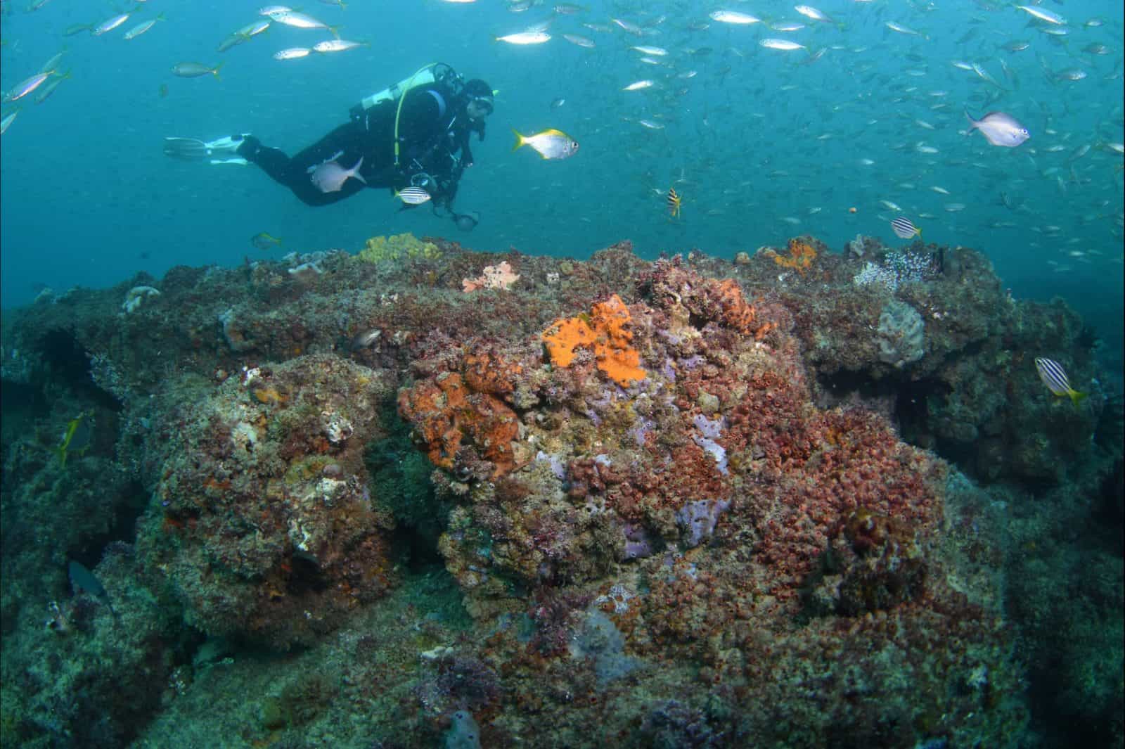Scottish Prince Dive Site