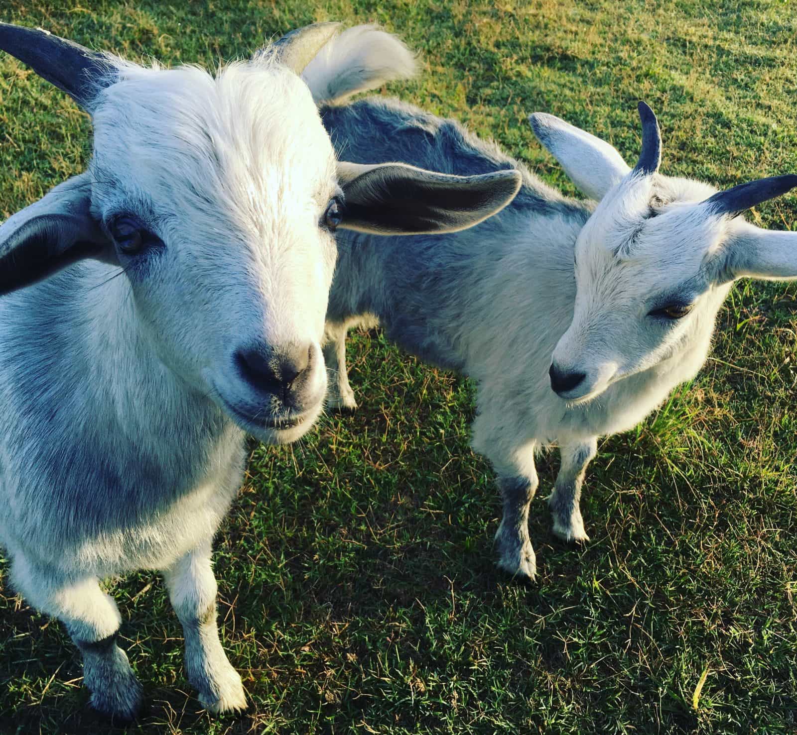 Goats