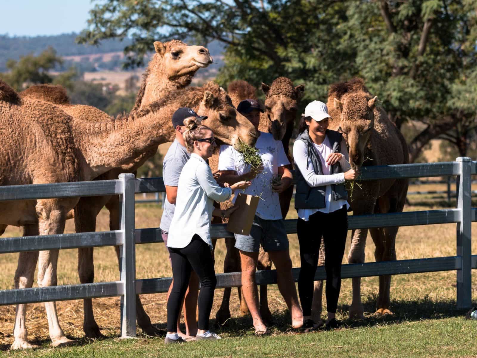 Friendly Camels