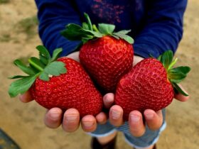 3 XL strawberries makes a huge handful for a 4yo child